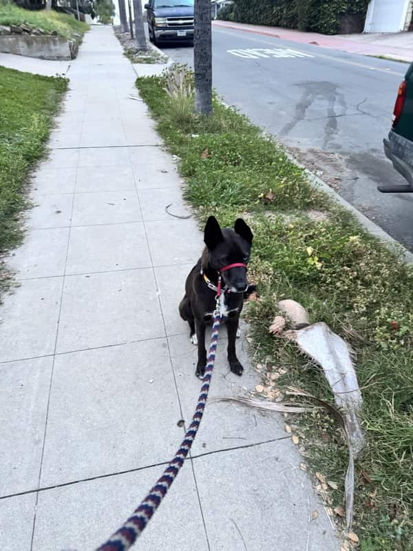 A picture of a black dog named Bowie sitting, taken on February 10 2026 at 6:30 am